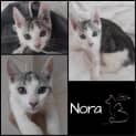 Photo of Nora