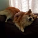 Photo of Simba