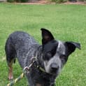 Photo of Obie