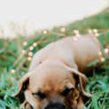 Photo of Sarabi ~ Mastiff X Ridgeback (On Trial 3/2/19)