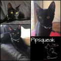 Photo of Pipsqueak