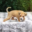 Photo of Bodie ~ Sweet Terrier X Puppy (On Trial 29/1/19)