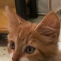 Photo of Carrot