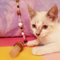 Photo of Caesar