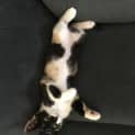 Photo of Licorice