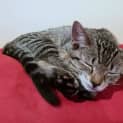 Photo of Molly