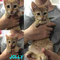 Photo of Jolly