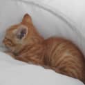 Photo of Peaches