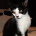 Photo of Eva Purrfect Match Cat Adoptions
