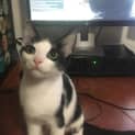 Photo of Pumpkin