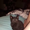 Photo of Panther