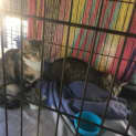 Photo of Ralphie