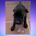 Photo of Izzy
