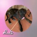 Photo of Indie