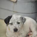 Photo of Piper