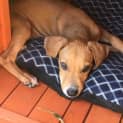 Photo of Venus *Adoption Pending*