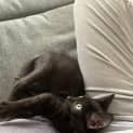 Photo of Pea