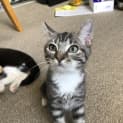 Photo of Snowflake