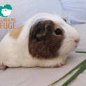 Photo of Frankie (Desexed Male)