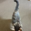 Photo of Samba