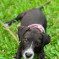 Photo of Ash  **Adoption Pending**