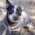 Photo of Stella ~ Cattle Dog (On Trial 10/4/19)