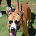 Photo of Cheeko Dl2087