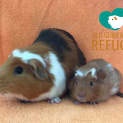 Photo of Callie And Kora (Not Suitable For Children)