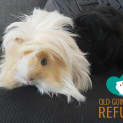Photo of Marshmallow And Jellybean