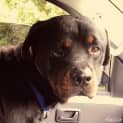 Photo of Sebastian ** Pure Bred Rottweiler **