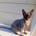 Photo of Fuzzypants
