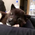Photo of Kaido
