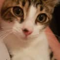 Photo of Archie