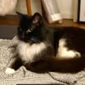 Photo of Rosie