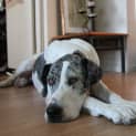 Photo of Libby Long Legs ~ 5yo Great Dane (On Trial 4/10/19