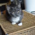 Photo of Ajax The Love Warrior Teenage Kitten!