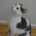 Photo of Nestor The Friendly Trojan Warrior Kitten!