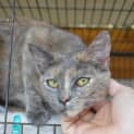 Photo of Alexandra The Slinky Sassy Queen Cat!