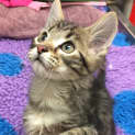 Photo of Azizi