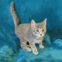 Photo of Smokey