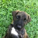 Photo of Dexter