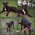 Photo of Jax