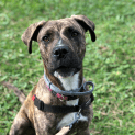 Photo of Luna