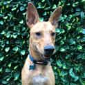Photo of Reggie