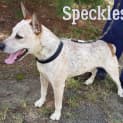 Photo of Speckles