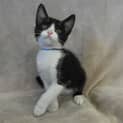 Photo of Koby