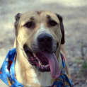 Photo of Shaunit