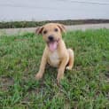 Photo of Mambo *Adoption Pending*