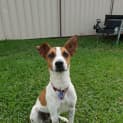 Photo of Toby ~ Jack Russell (On Trial 7/5/19)