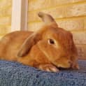Photo of Lucy *Adopted*